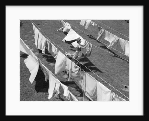 1950s Woman Hanging Laundry Outdoors On Several Clotheslines by Anonymous
