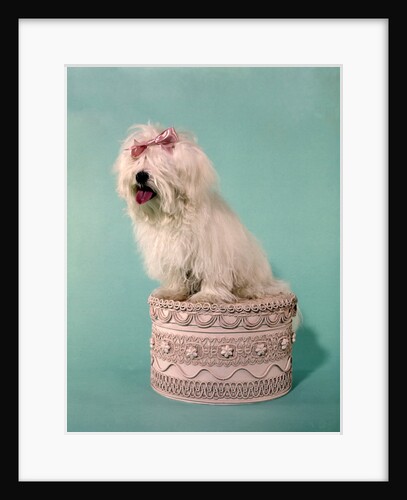 1970s White Shaggy Dog Pink Bow and Pink Tongue by Anonymous
