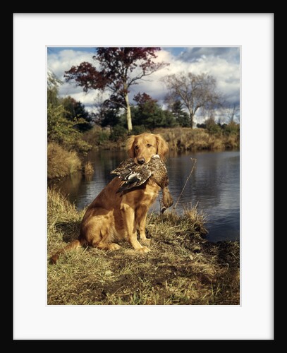 1980s Golden Retriever Holding A Dead Duck In Mouth by Anonymous