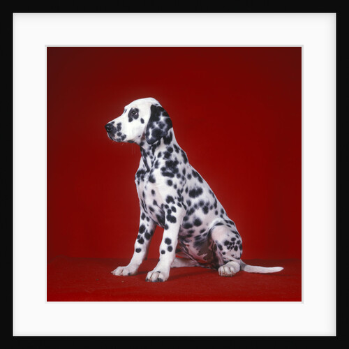 Dalmatian Puppy Sitting Red Background by Anonymous