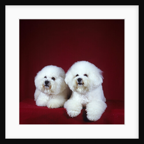 Two Bichon Frise Dogs Lying Down by Anonymous