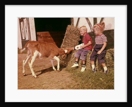 1950s 1960s Children Boy And Girl Feeding Calf Bottle Milk Outside Barn by Anonymous