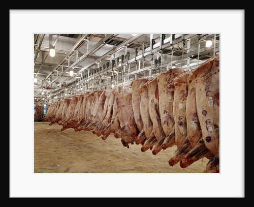 1970s Sides Of Raw Beef Hanging In Refrigerated Room Of Meat Packing Plant by Anonymous