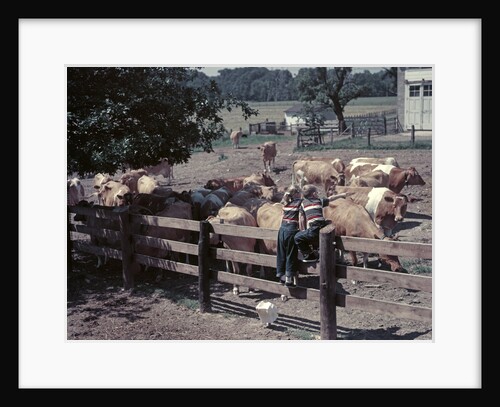 1950s Boy Girl Wearing Jeans Striped Tee Shirt Sit On Fence Dairy Farm Look At Guernsey Cows by Anonymous