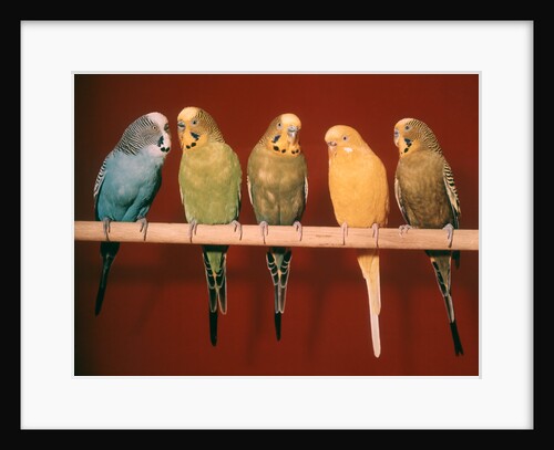 1970s Five Pet Parakeets Perched Against Red Background by Anonymous