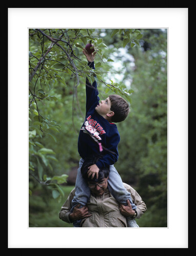 1980s Boy On Father's Shoulders Reaching For An Apple by Anonymous