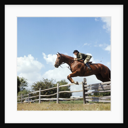 1970s Woman Equestrian Rider Jumping Over Split Rail Fence During Steeplechase Horse Race by Anonymous
