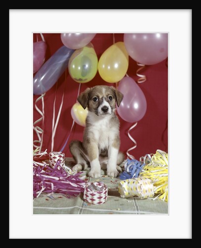 1960s Puppy Dog Balloons Party And Colorful Streamers by Anonymous