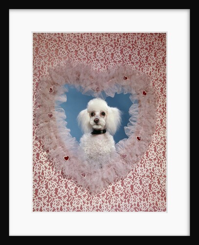 1960s White Miniature Poodle Dog Looking Through Red And White Lace Valentine Heart by Anonymous