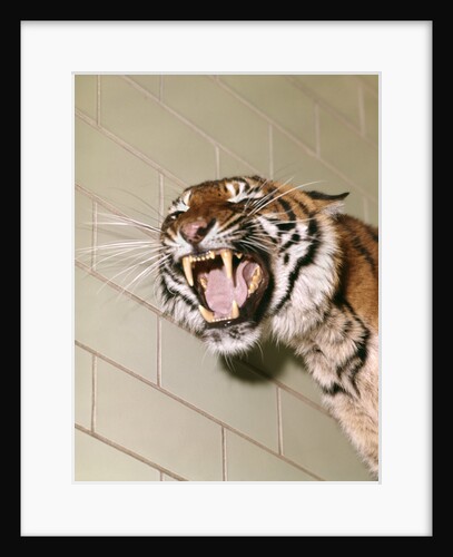 1960s Portrait Roaring Snarling Growling Mean Sumatra Tiger In Zoo Cage by Anonymous