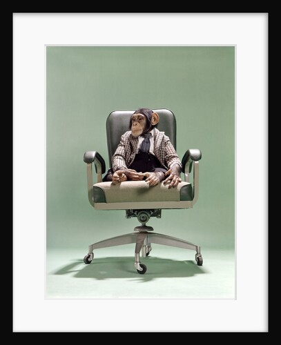 1970s Businessman Chimpanzee Sitting In Office Chair by Anonymous
