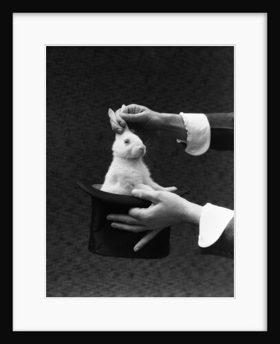 1930s Magician Hands Pulling Rabbit Out Of Top Hat by Anonymous