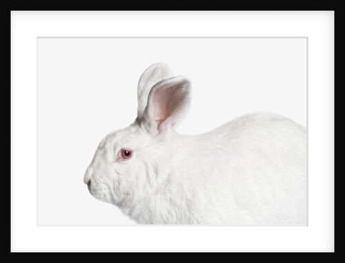 White Bunny Rabbit by Anonymous