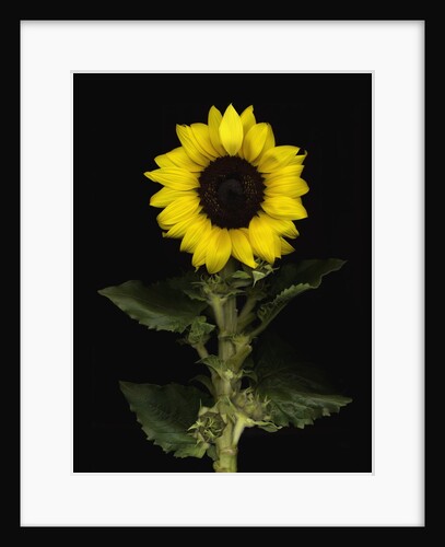 Sunflower by Anonymous