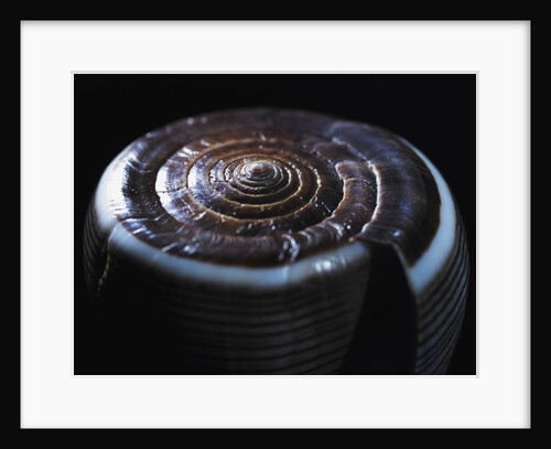 Cone shell by Anonymous