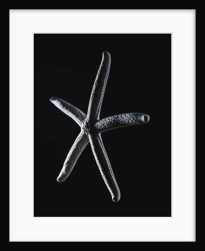 Starfish by Anonymous