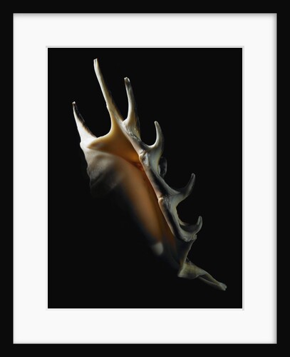 Conch shell by Anonymous