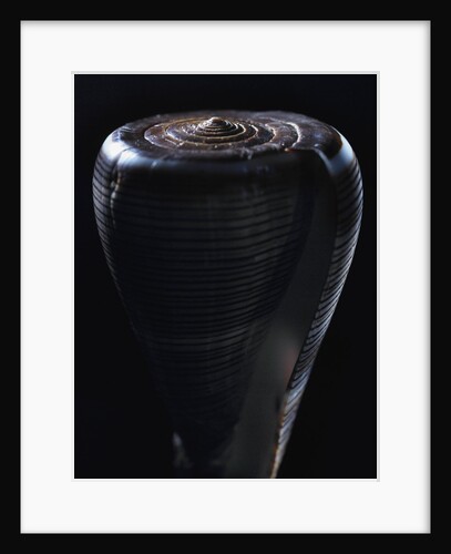 Cone shell by Anonymous