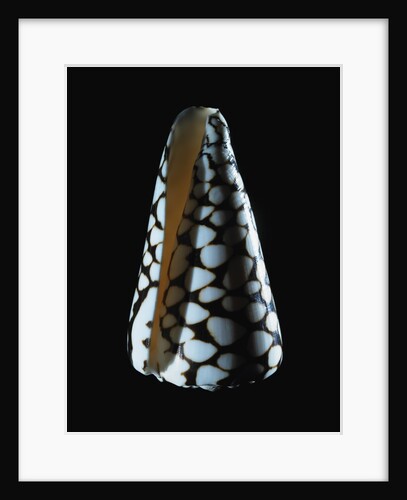 Cone shell by Anonymous