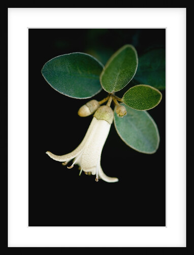 White bud with green leaves by Anonymous