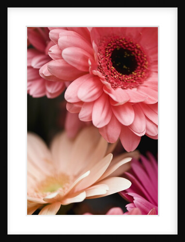 Gerber daisies by Anonymous