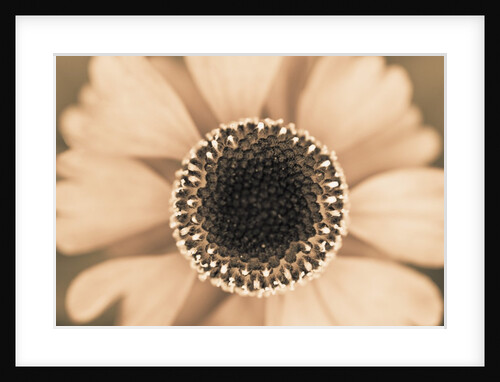 Orange Aster by Anonymous