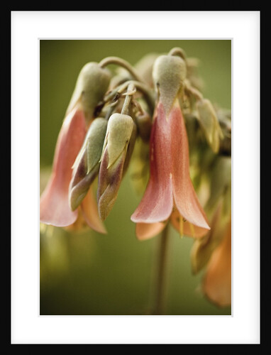 Flowering succulent by Anonymous