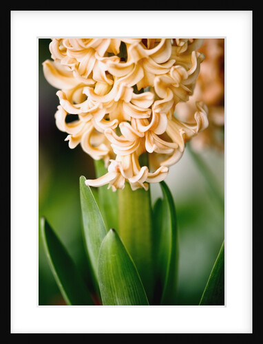 Fragrant Hyacinth by Anonymous