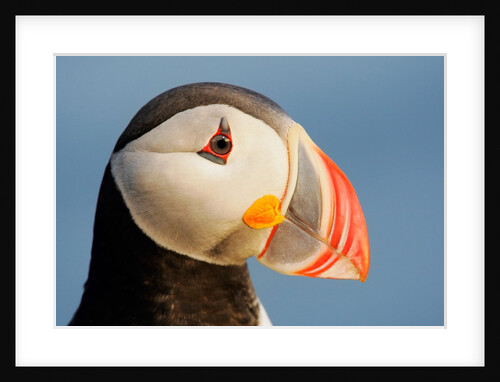 Close-Up of Atlantic Puffin by Anonymous