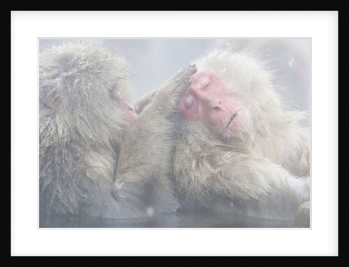 Japanese Macaque Grooming Another in Hot Spring by Anonymous