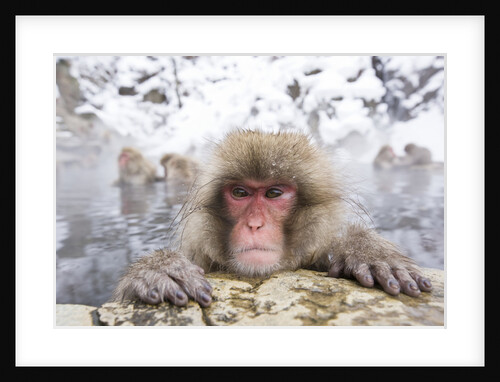 Japanese Snow Monkey in Hot Spring in Winter by Anonymous