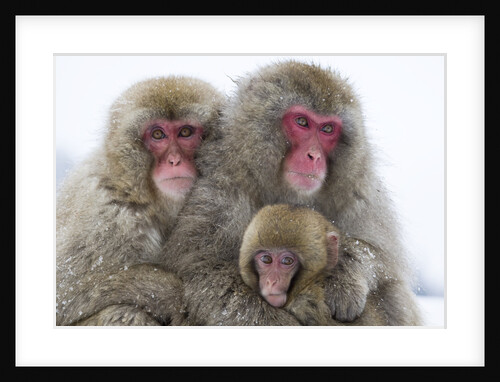 Japanese Macaque Family by Anonymous