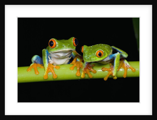 Red-eyed Tree Frogs by Anonymous