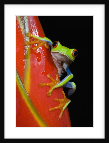 Red-eyed Tree Frog by Anonymous
