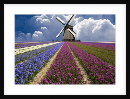 Windmill and Flower Field in Holland by Anonymous