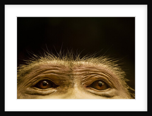 Eyes of Chacma Baboon by Anonymous