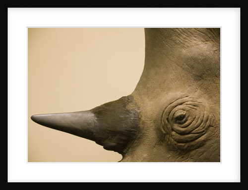 Black Rhinoceros by Anonymous