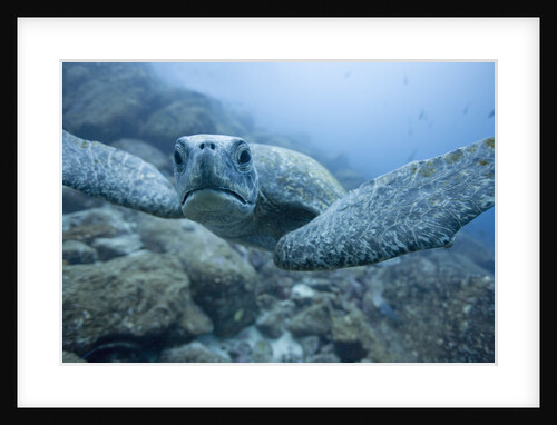 Green Turtle in the Galapagos Islands by Anonymous