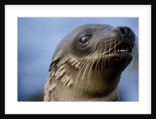 Galapagos Sea Lion Pup in Galapagos Islands by Anonymous