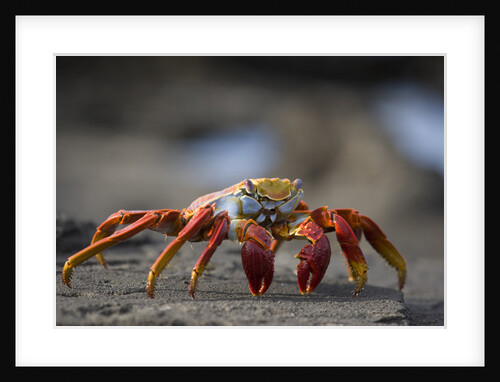 Sally Lightfoot Crab in the Galapagos Islands by Anonymous