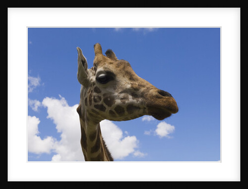 Baringo Giraffe at Giraffe Manor in Nairobi by Anonymous