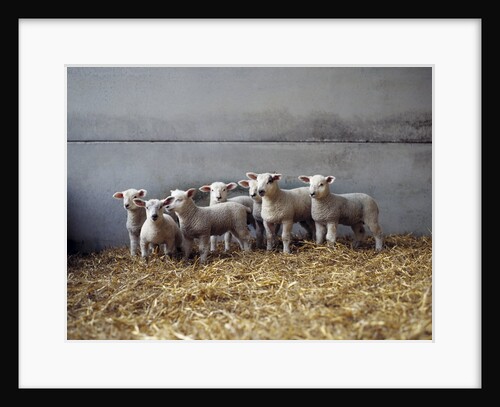 Lambs in Barn by Anonymous
