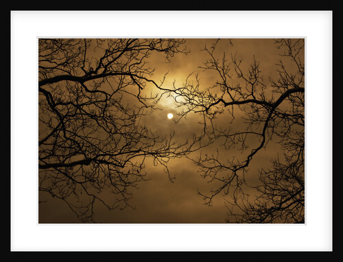 Branches Surrounding Harvest Moon by Anonymous