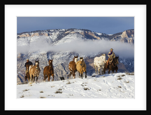 Cowboy Herding Horses at Hide Out Ranch in Wyoming by Anonymous