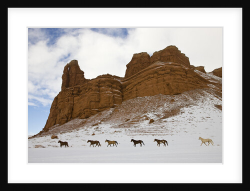 American Quarter Horses in Big Horn Mountains of Wyoming by Anonymous