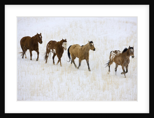 American Quarter Horses in Winter by Anonymous