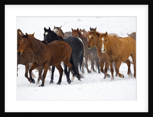 Herd of American Quarter Horses in Winter by Anonymous