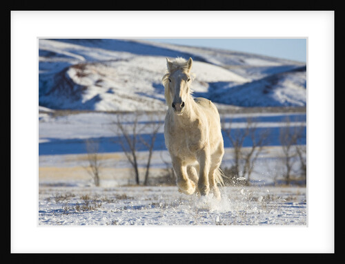 White Draft Horse Running in Big Horn Mountains in Winter by Anonymous