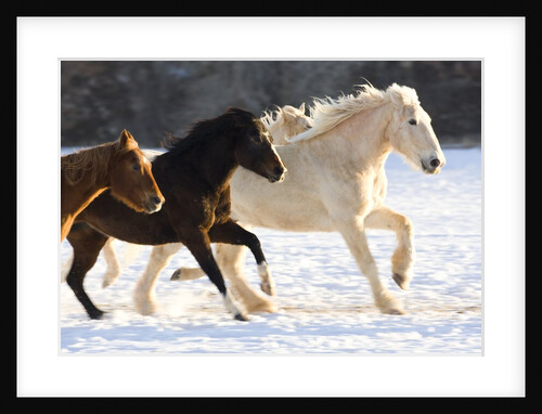Draft Horse Running With Quarter Horses in Snow by Anonymous