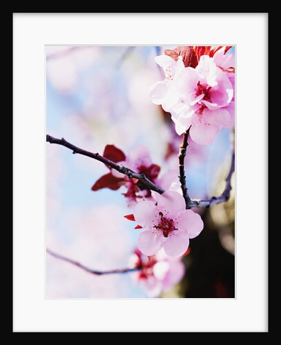 Cherry Blossom Flowers by Anonymous